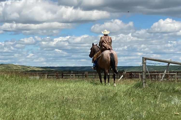 pasture